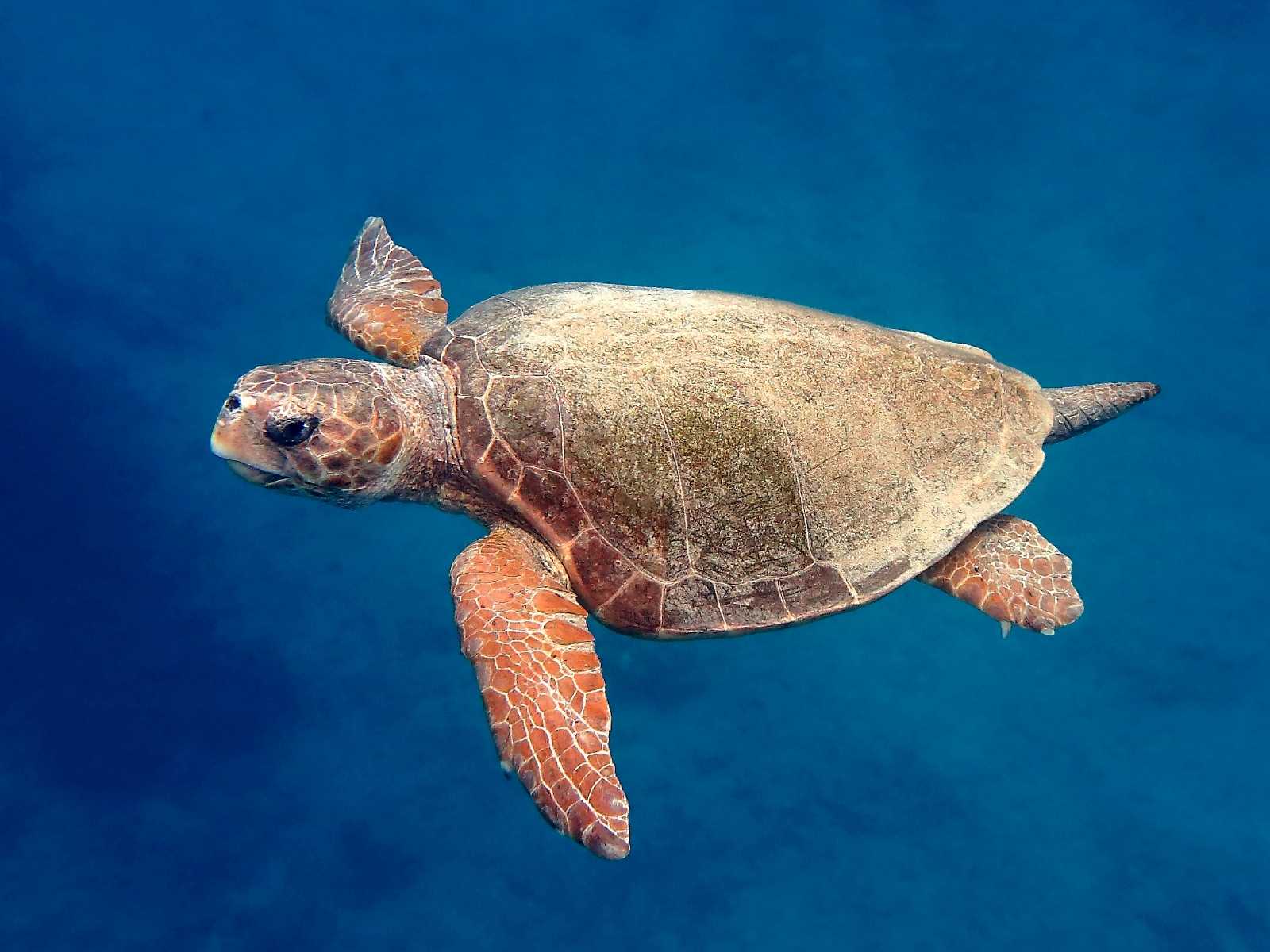 Caretta caretta (Linnaeus, 1758)